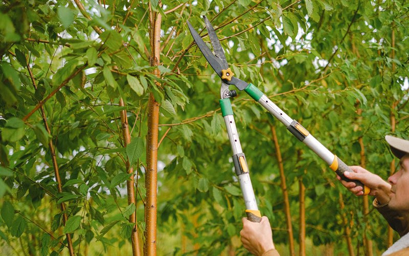Tree trimming in Mokena, IL